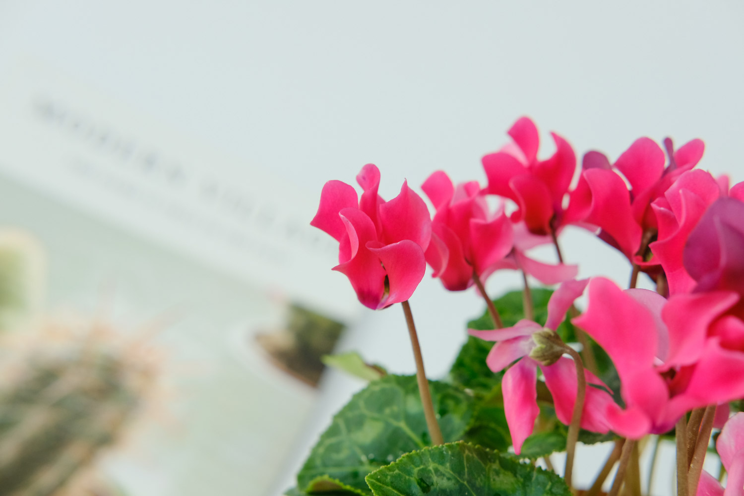 仙客来叶子扦插方法是什么