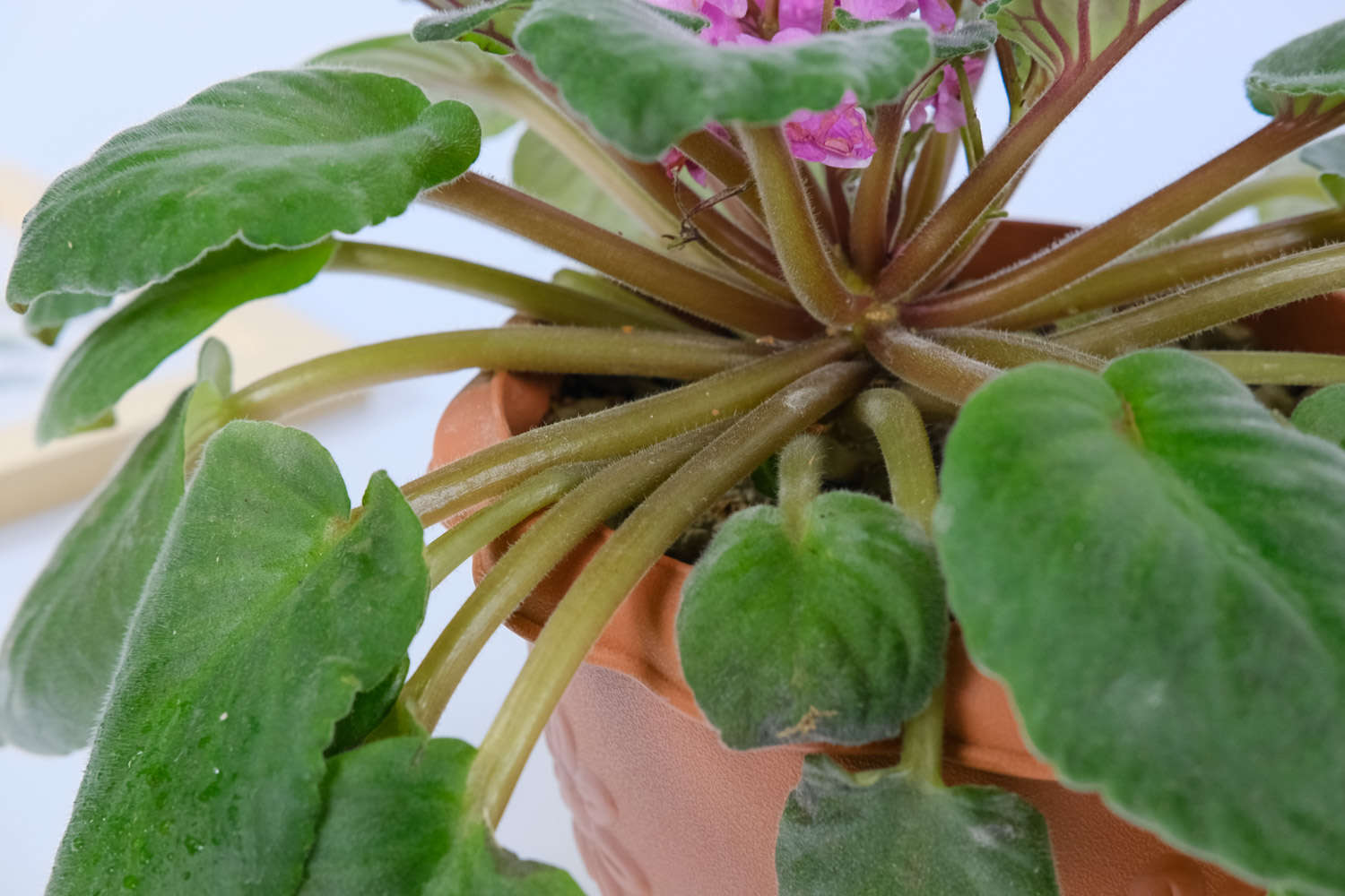 非洲堇砍头苗怎么处理