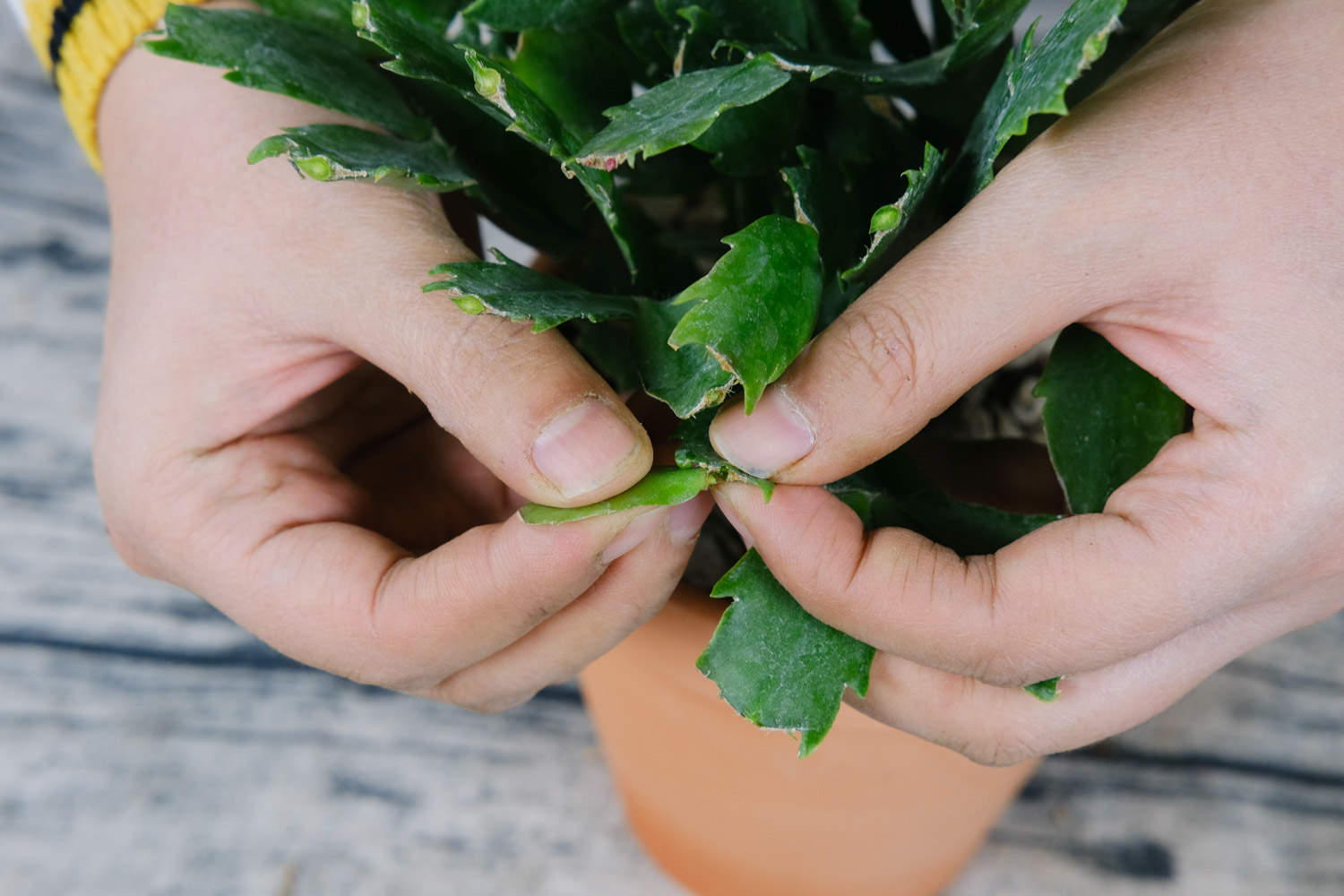 怎样用仙人掌嫁接蟹爪兰