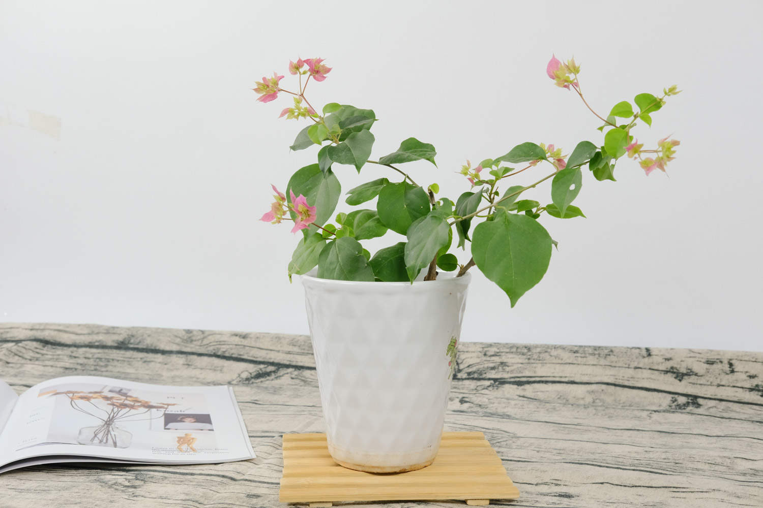 三角梅换盆后的养护方法和注意事项，换盆后掉叶子怎么办