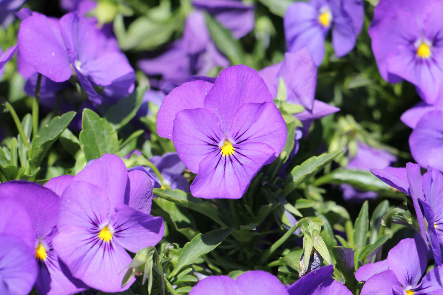 三色堇的繁殖方法