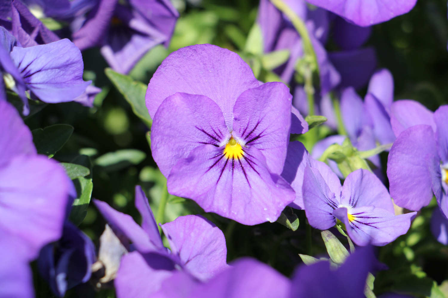 三色堇怎么扦插