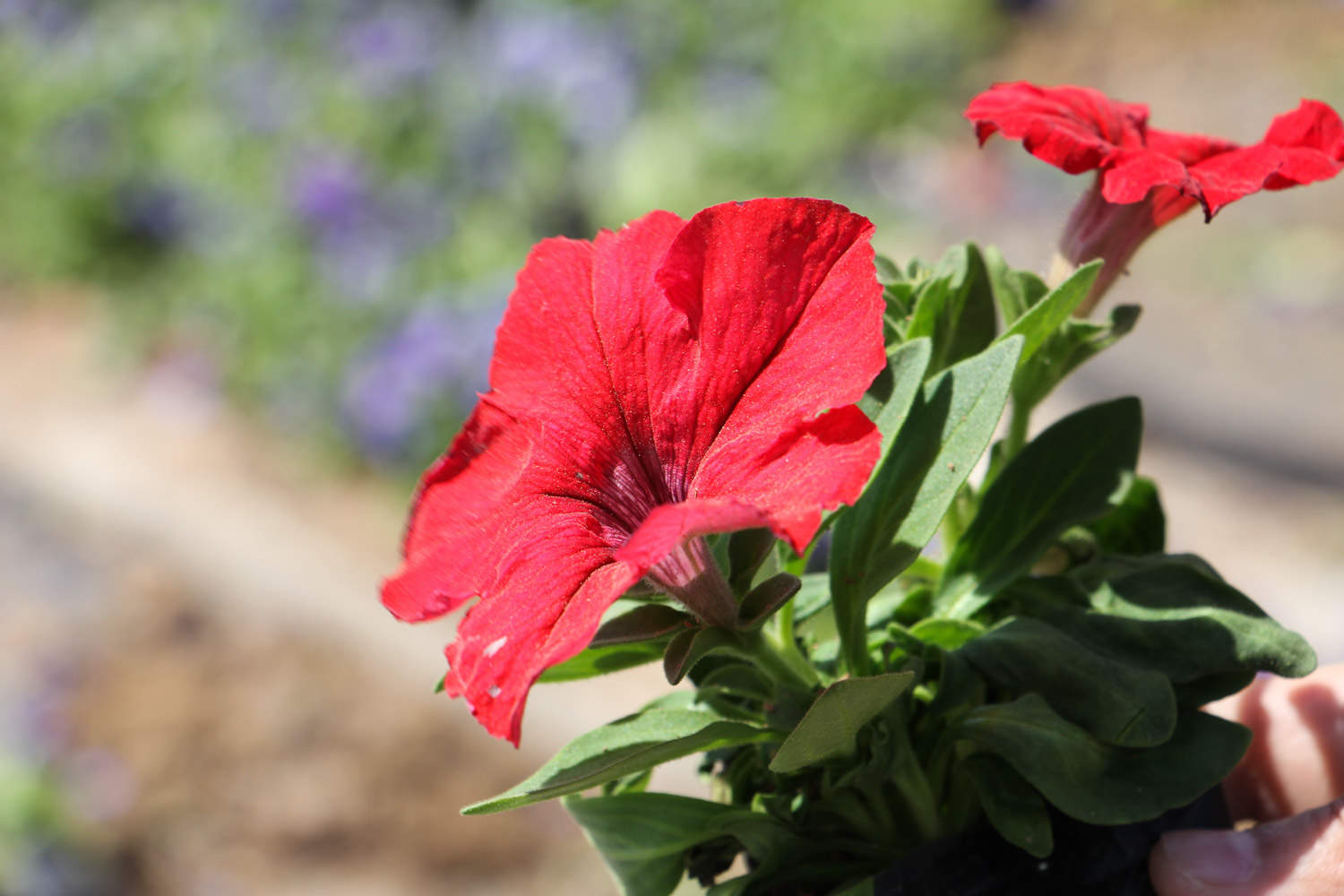 夏天适合种什么花