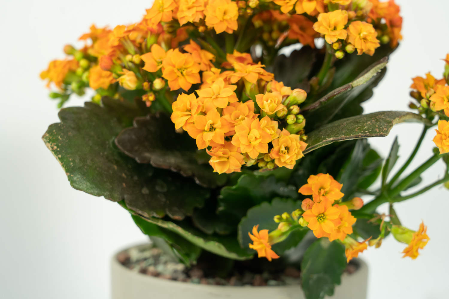 单位的“长寿花”叶子发黄了，排查后才知道，原来是因为没开窗！