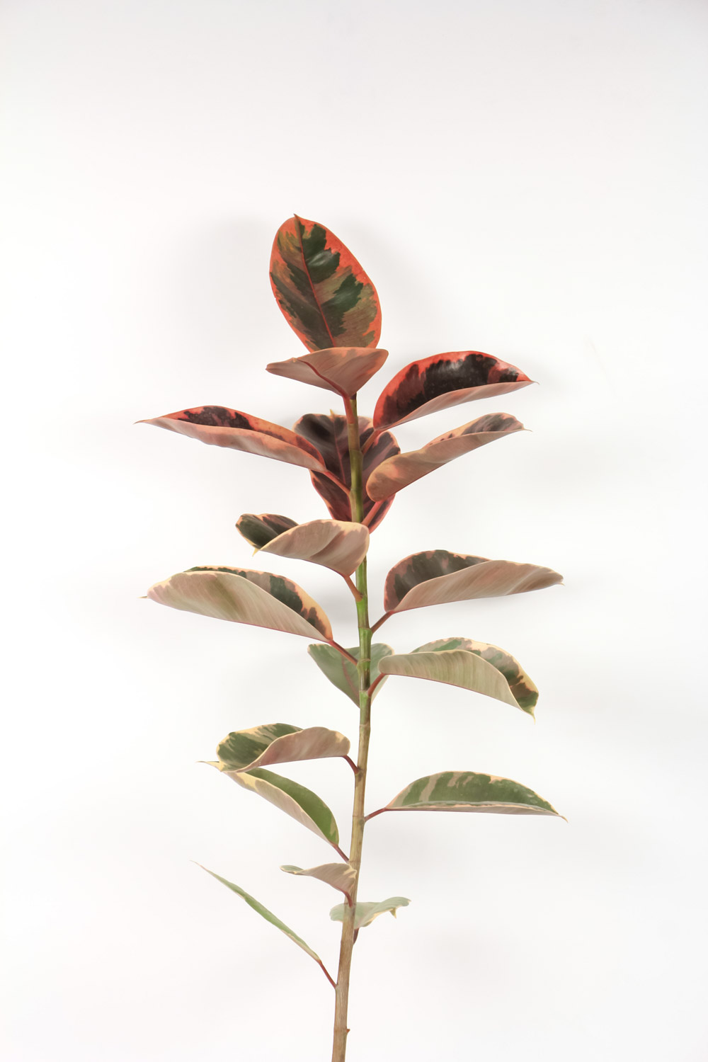 橡皮树黄叶的原因和处理办法