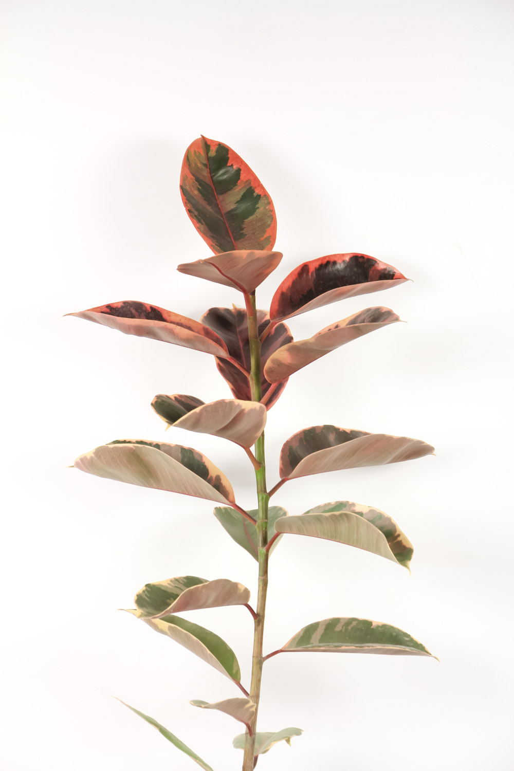 橡皮树的养殖方法