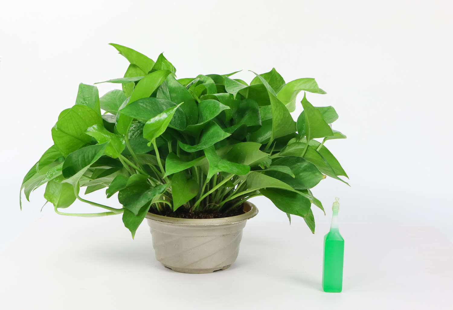 绿萝也能养成贵妇范，1盆美翻你的家！