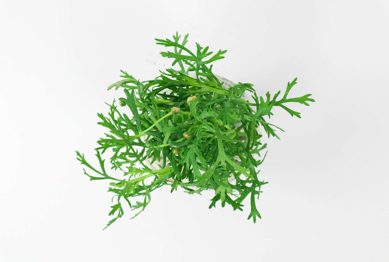 玛格丽特 玛格丽特