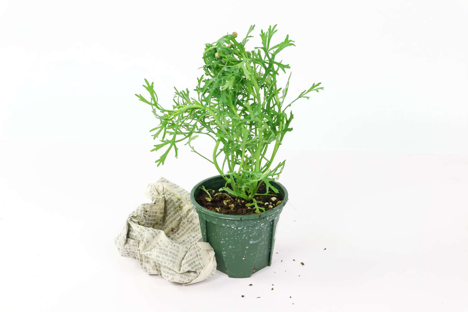 玛格丽特 玛格丽特