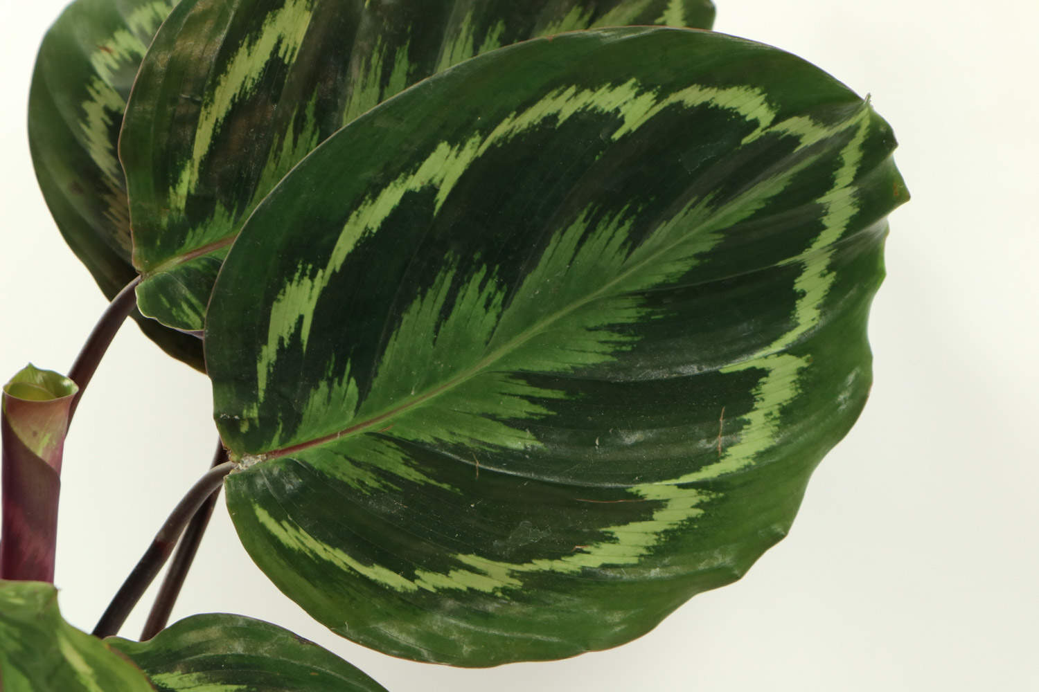 竹芋黄叶的原因和处理办法