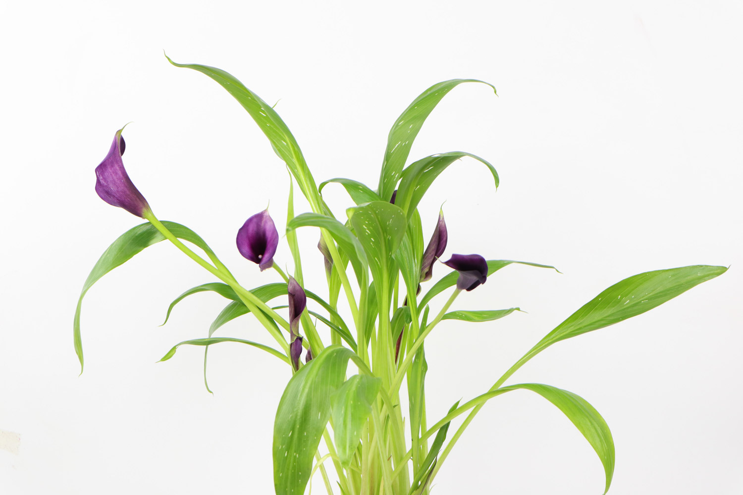 彩色马蹄莲 彩色马蹄莲