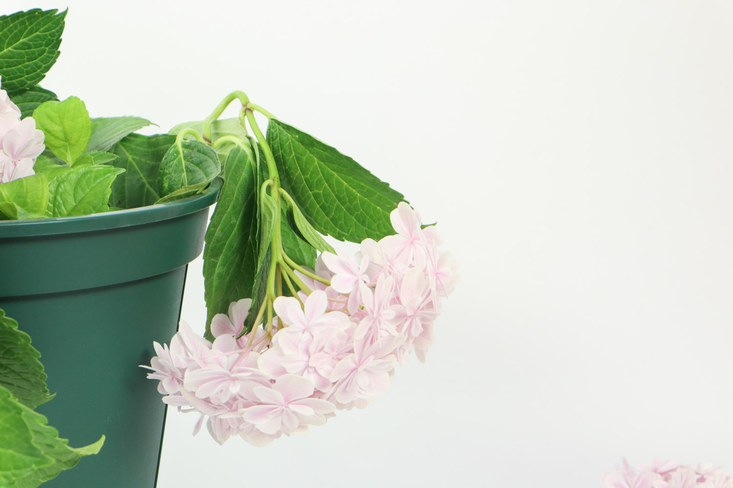 绣球花的栽培管理技术