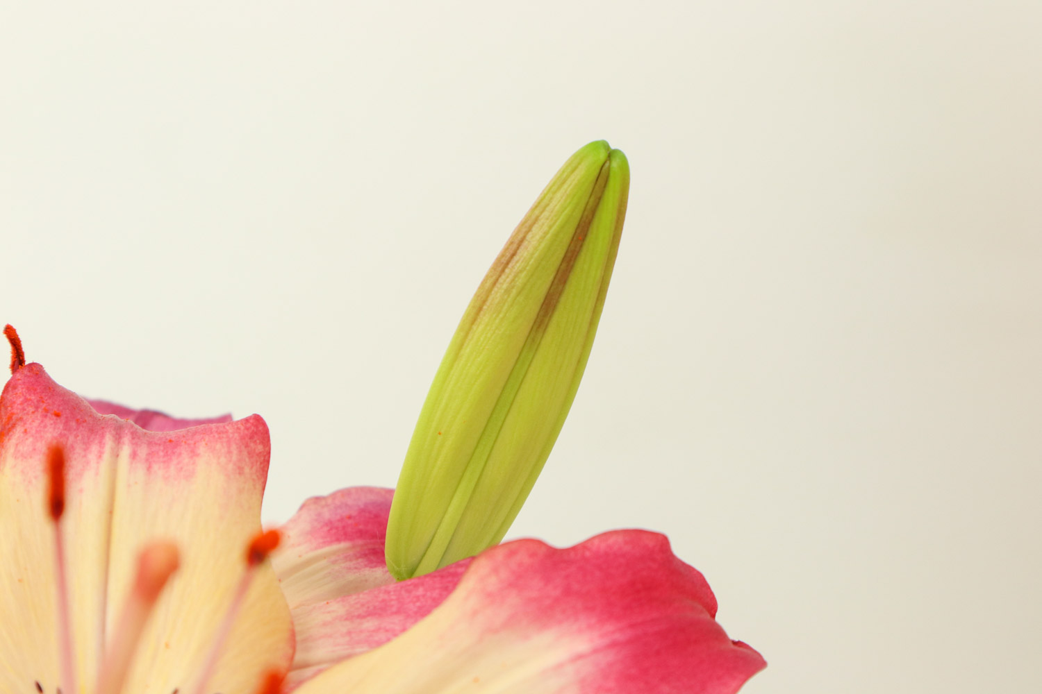 金华适合养什么花，市花和市树是什么