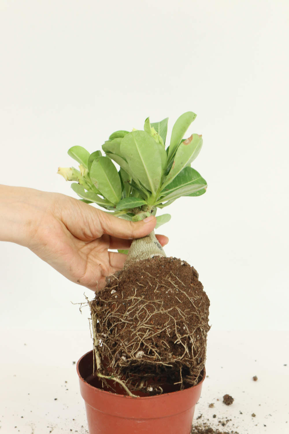 沙漠玫瑰扦插和嫁接