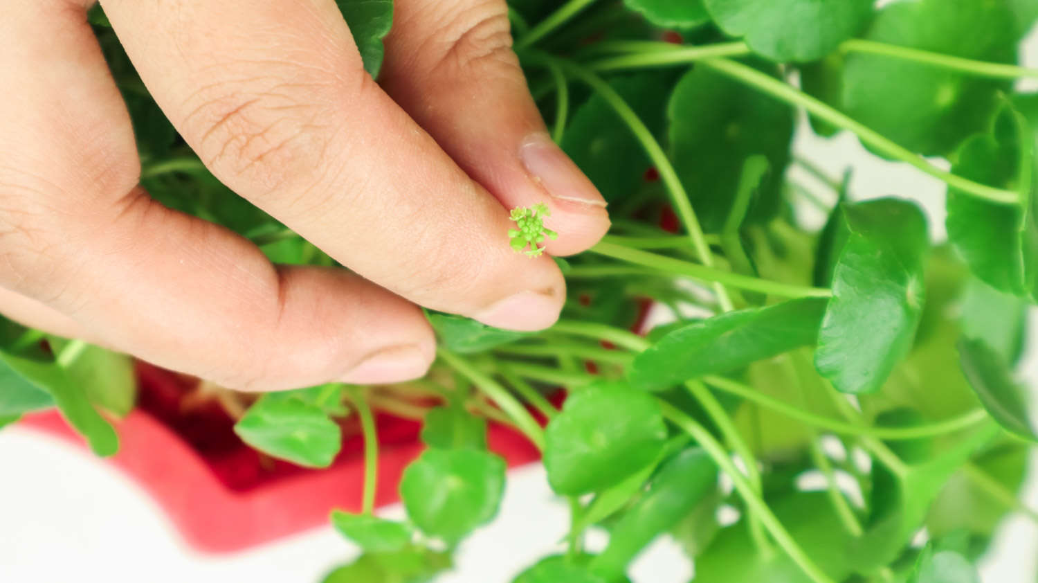 养铜钱草有什么好处