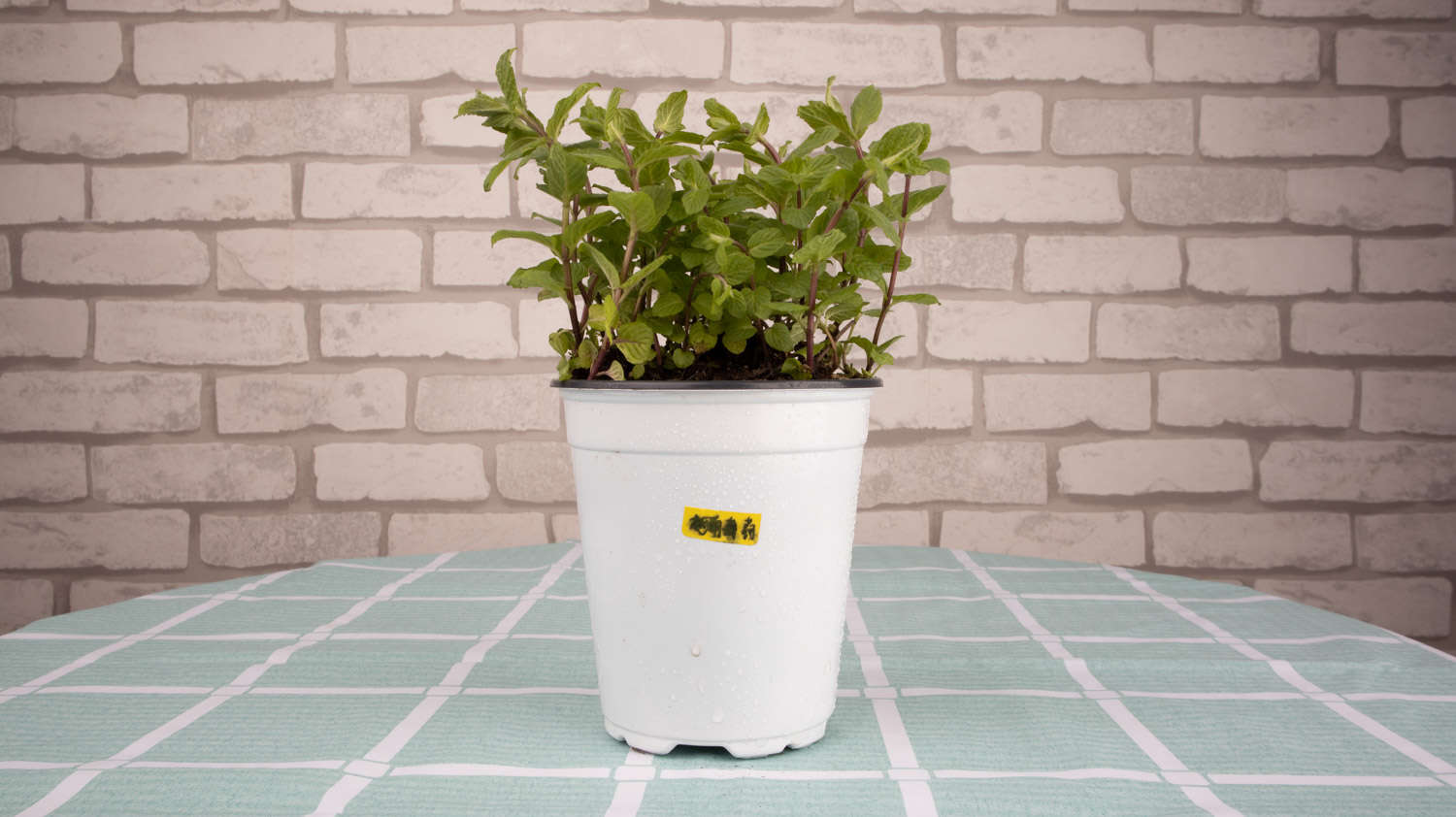 薄荷种子怎么播种