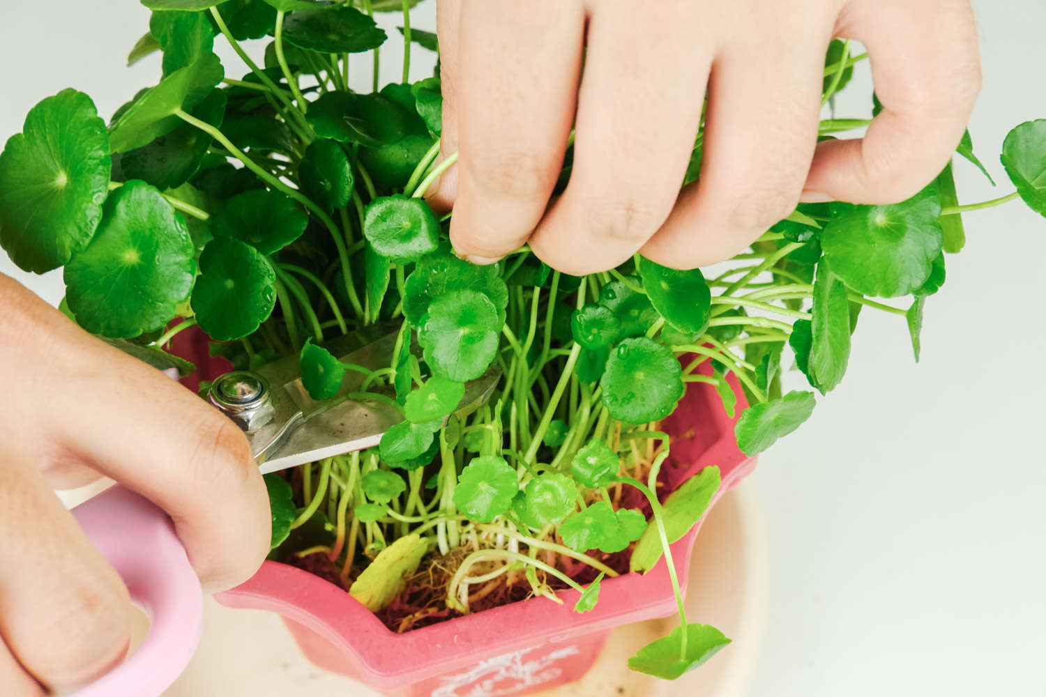 铜钱草开花了怎么办