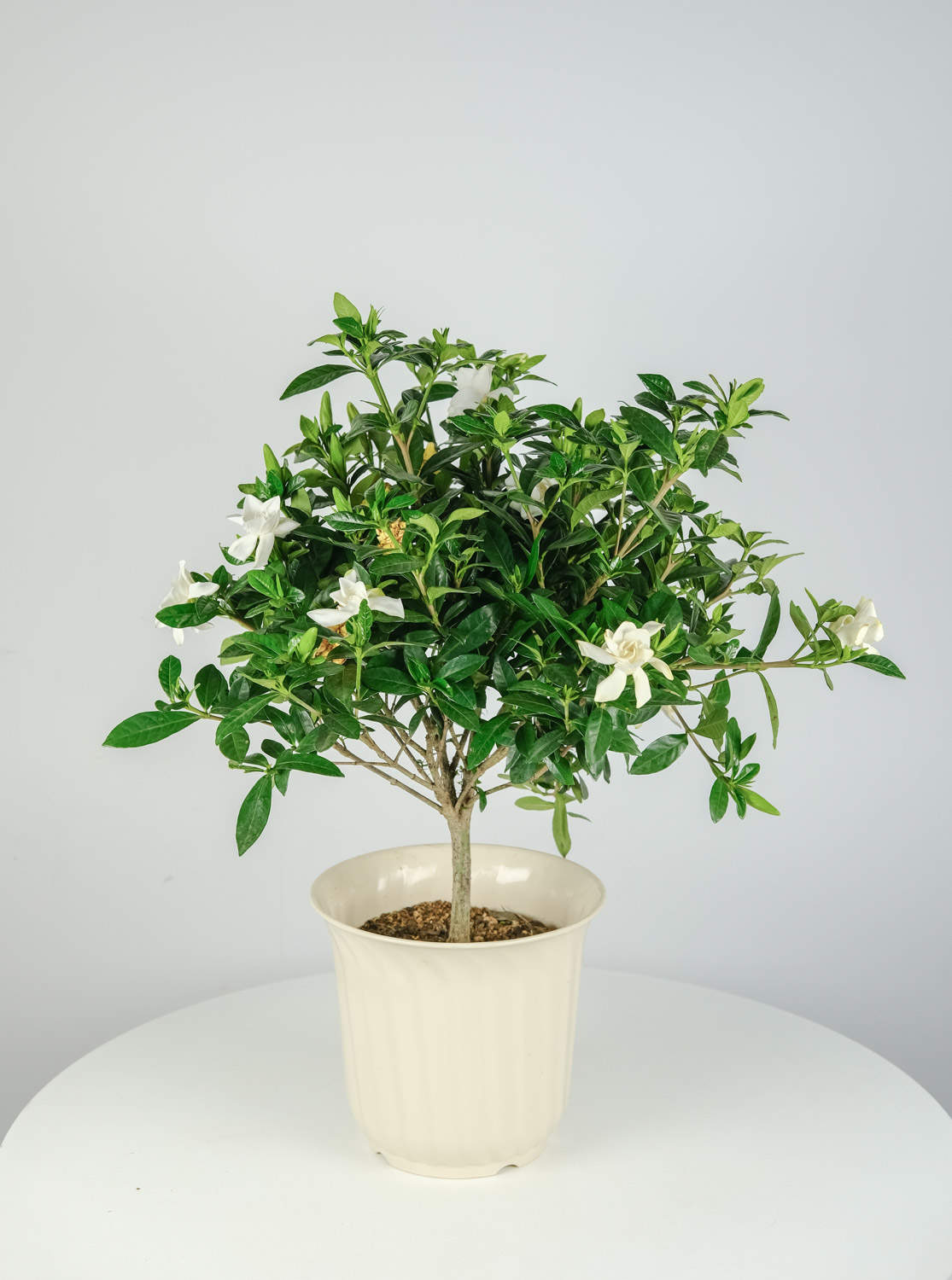 栀子花冬天叶子蔫了