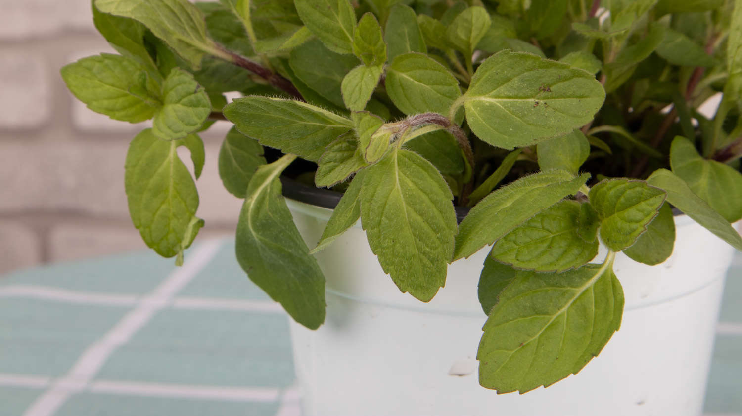 她买的薄荷清香木···居然是假冒的，赶紧分清避免被坑！