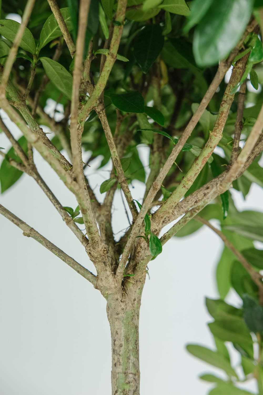 栀子花开花时间，怎么样养护开花才能多