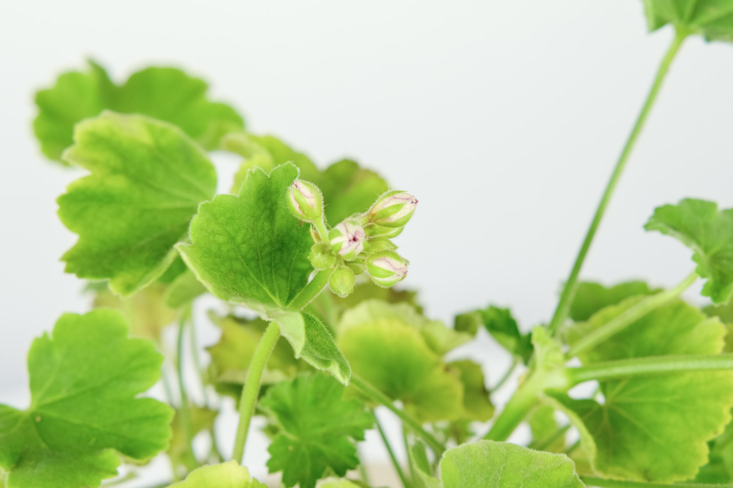 垂吊天竺葵好养吗：能养几年，可以在室内养吗