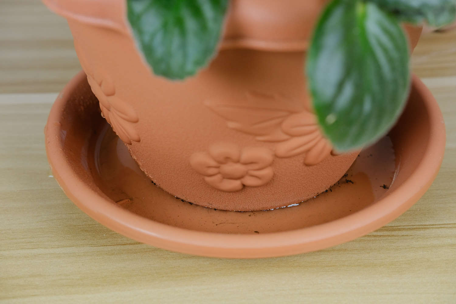 非洲堇怎么过冬