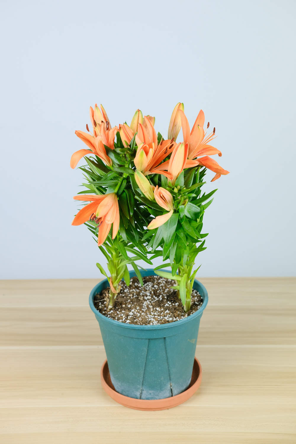 百合花秋天怎么养