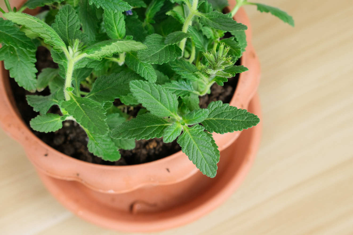 美女樱怎么养能爆盆