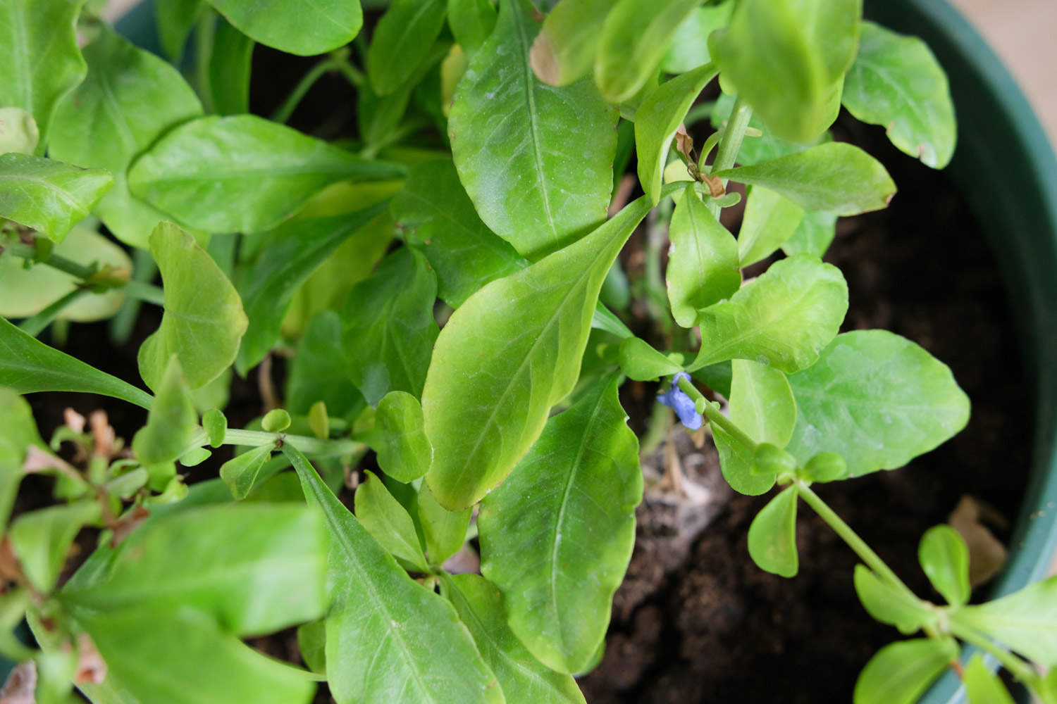 蓝雪花打顶步骤