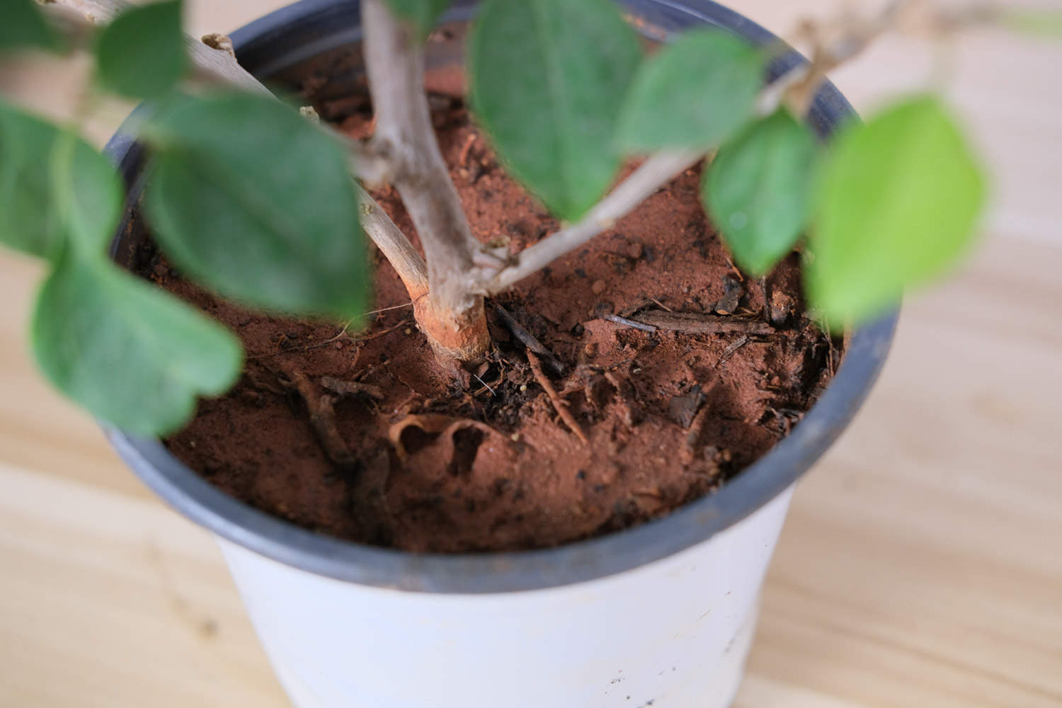 三角梅哪个品种最好看又勤花