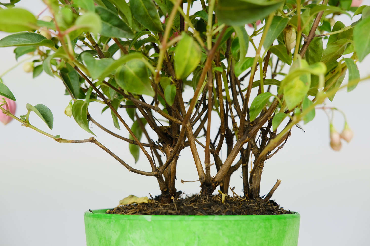 她养花5年，倒挂金钟1盆变10盆，夏天从来不死！