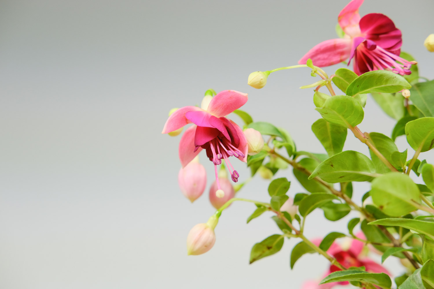 倒挂金钟一年开几次花