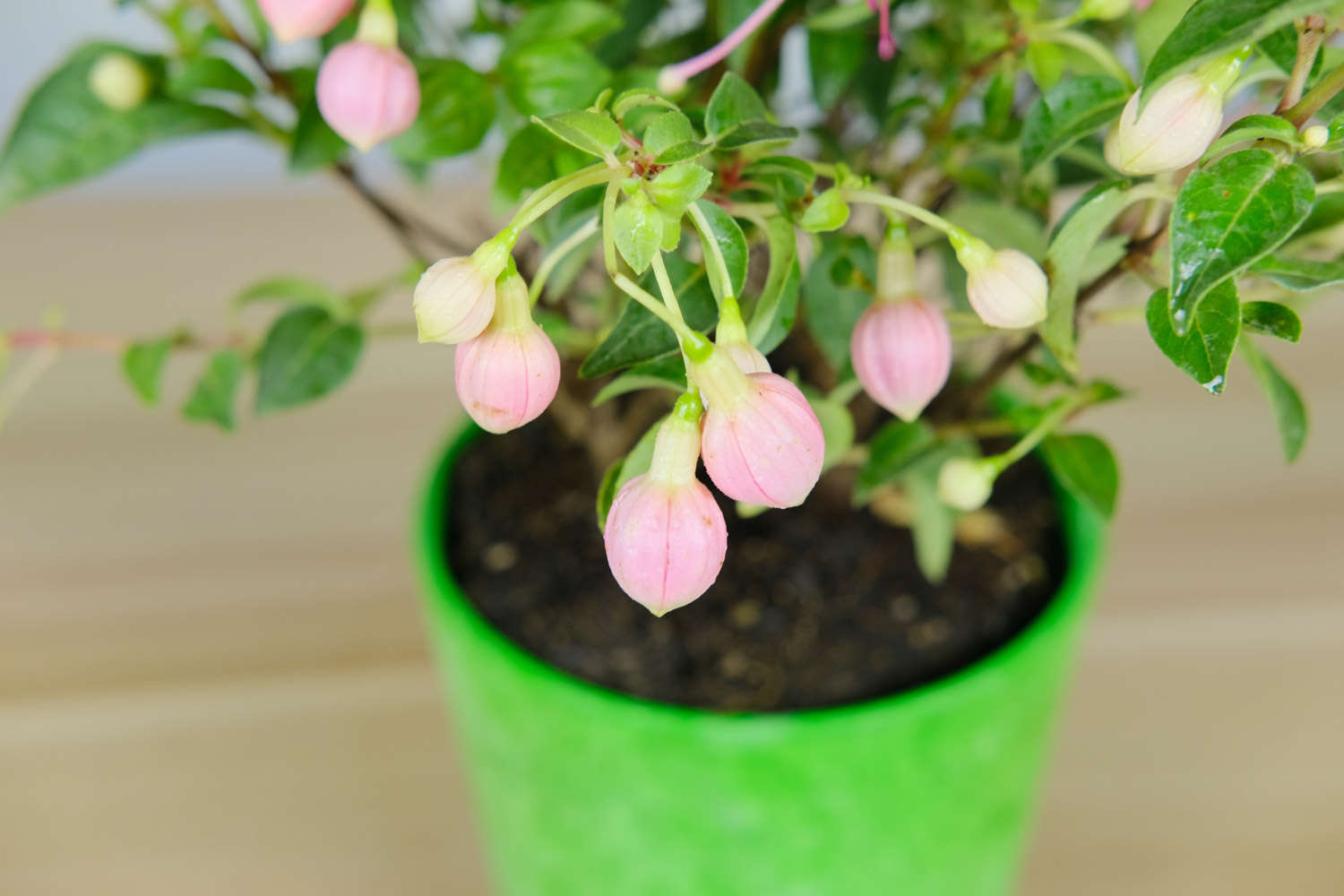 倒挂金钟 倒挂金钟