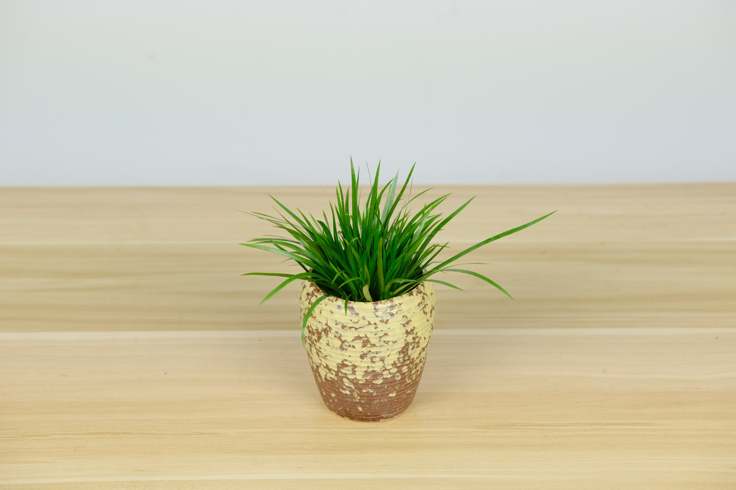 菖蒲的品种有哪些