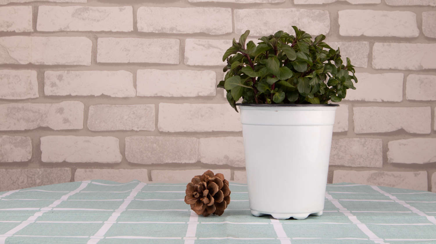 盆栽薄荷怎样养