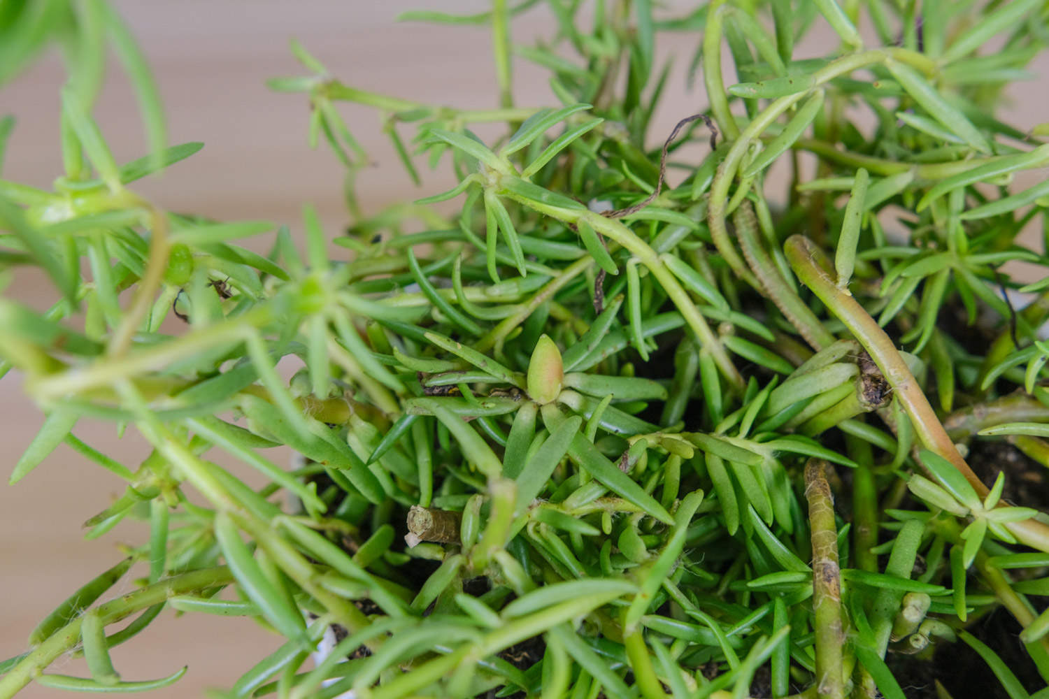 太阳花能过冬吗，太阳花能活多久