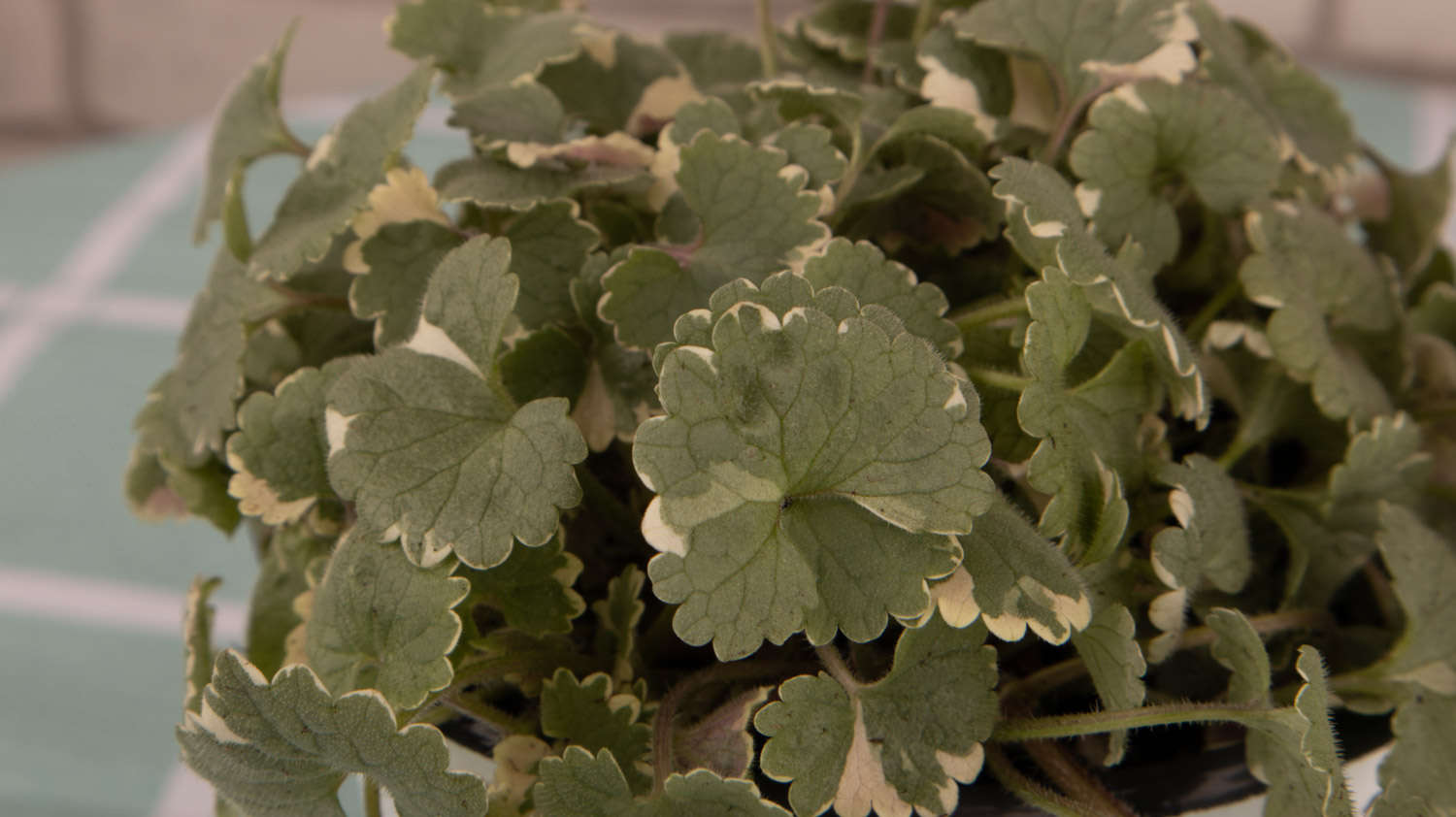 胡椒薄荷怎么养