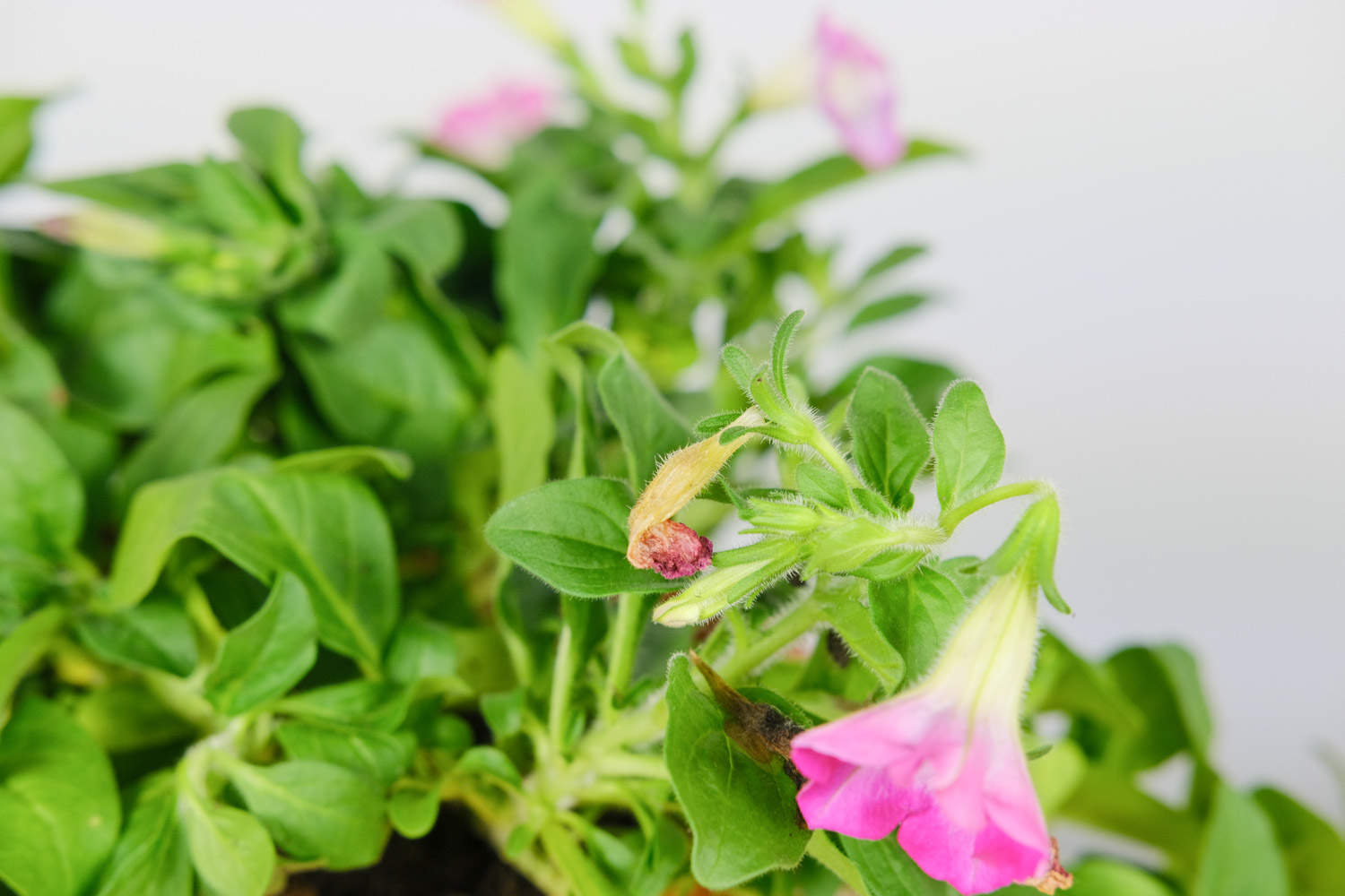 矮牵牛的养殖方法和注意事项