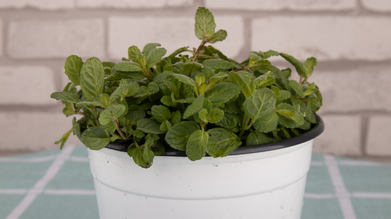 薄荷可以扦插吗