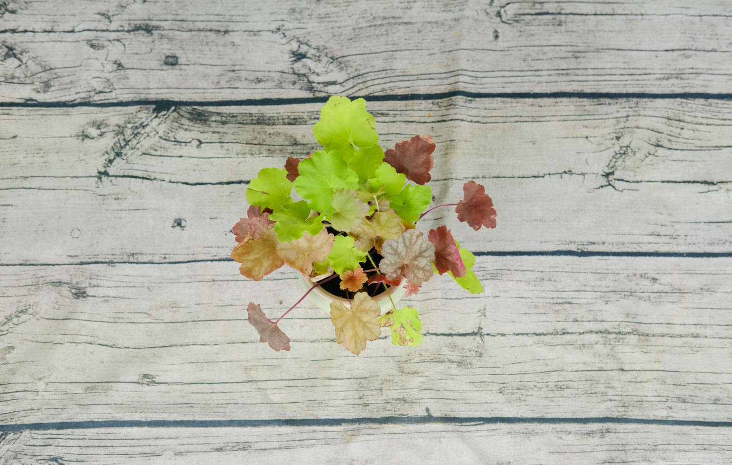 矾根的度夏和越冬