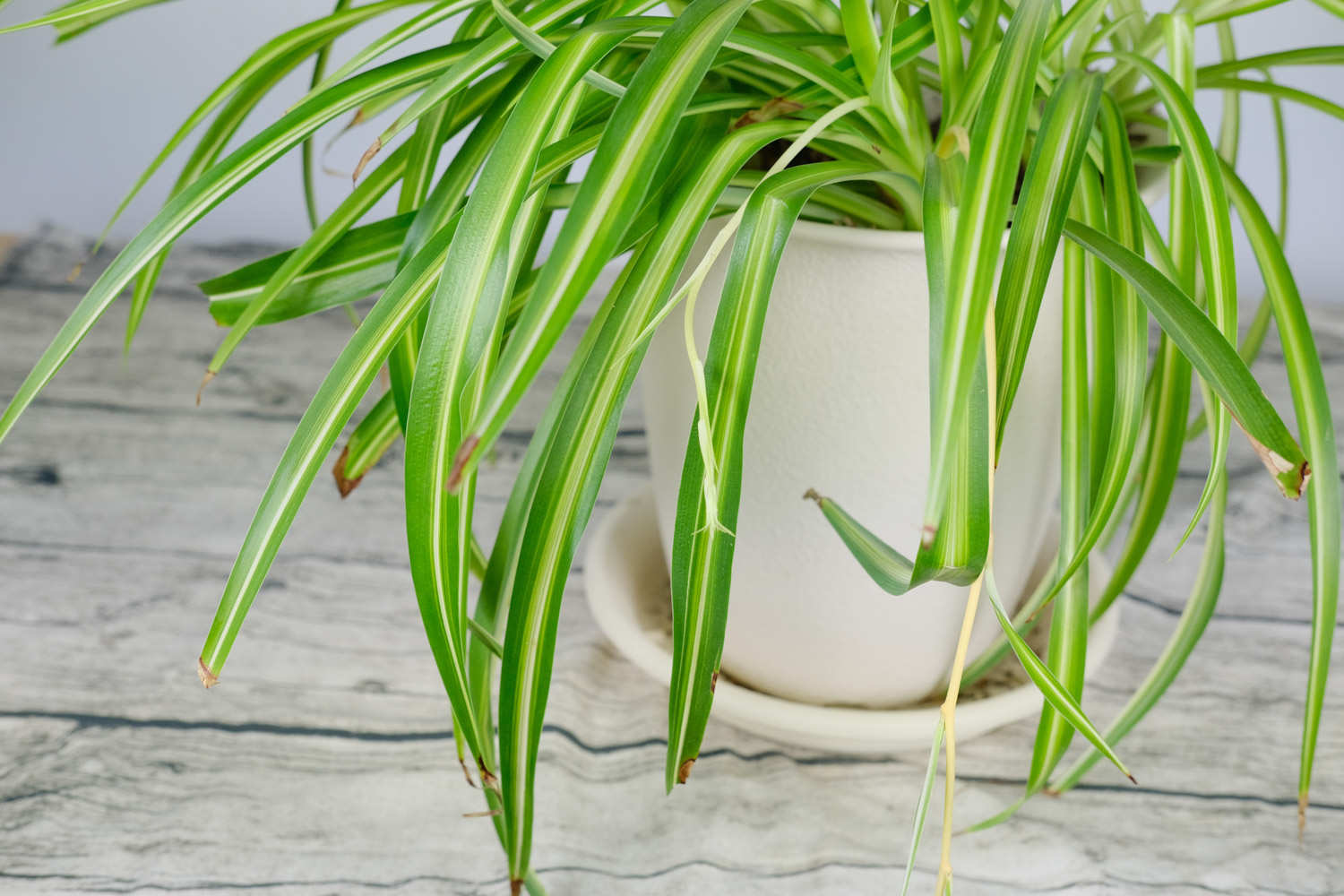 这10种吊兰，8亿中国人都见过，别说你还不会养！