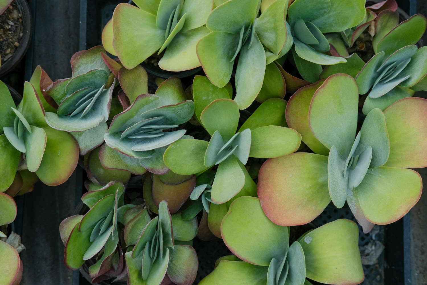 唐印多肉植物的养殖方法