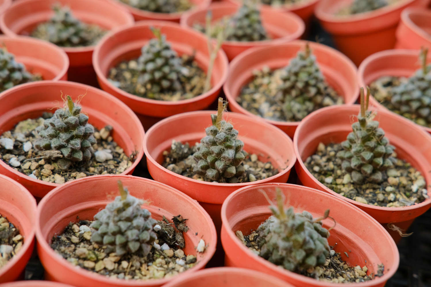 多肉适合室内种植吗
