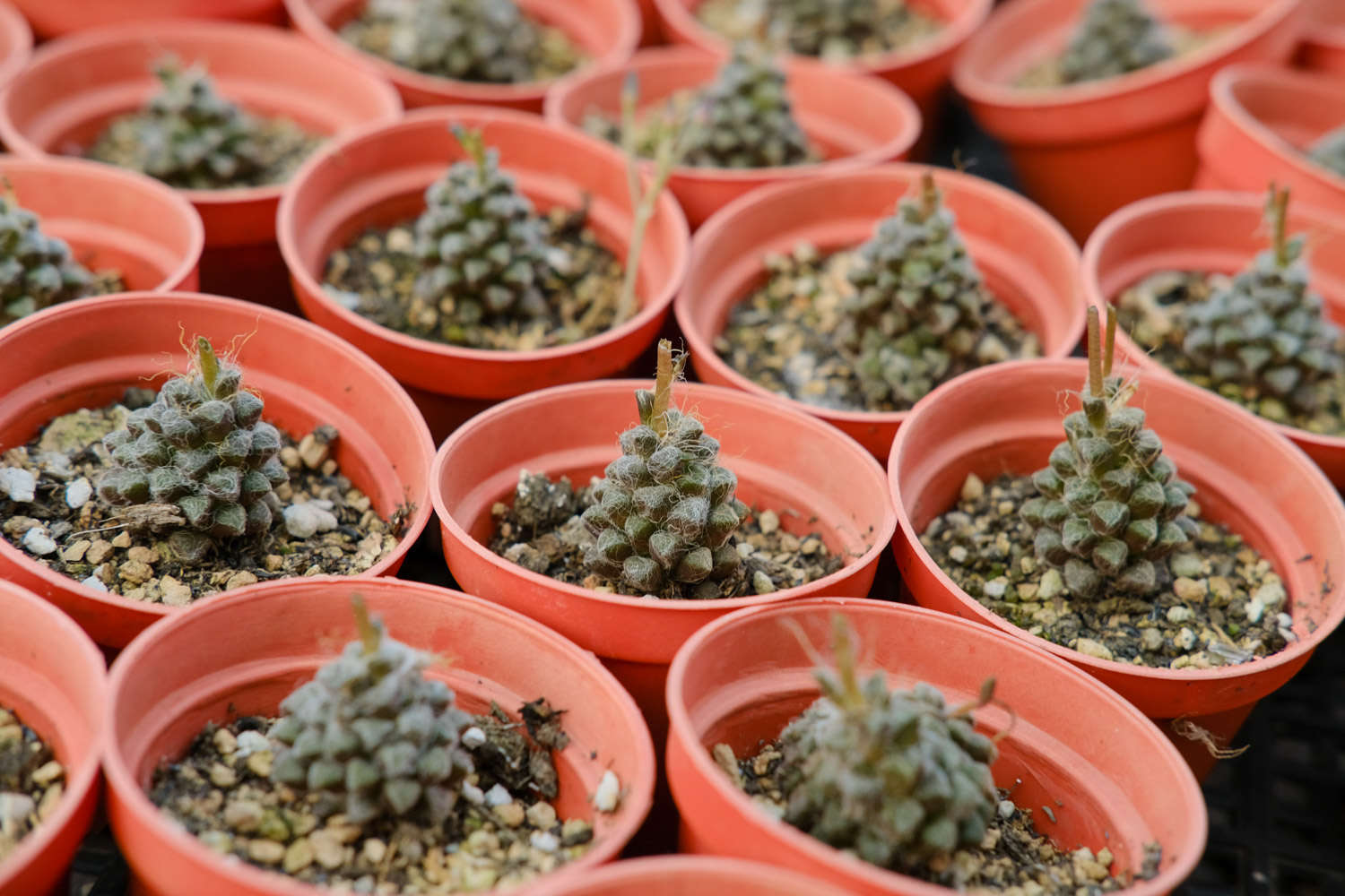 她家的多肉瀑布，1年垂下2层楼，邻居窗帘都省了！