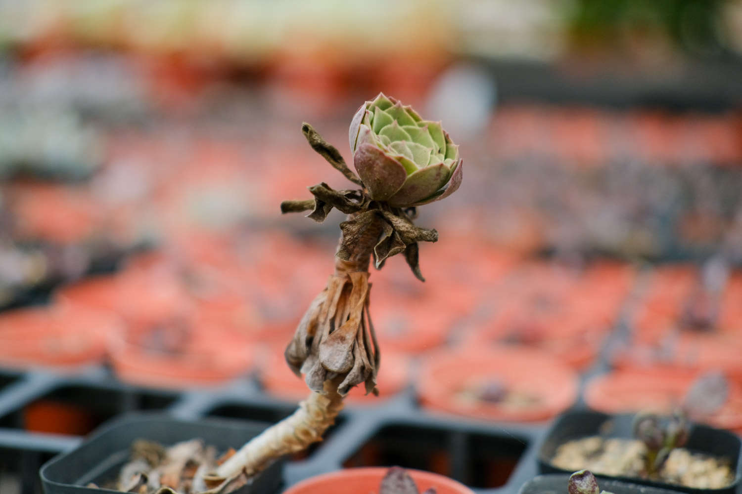快死的多肉吊起来养，一不小心长成瀑布，阳台都开爆了！