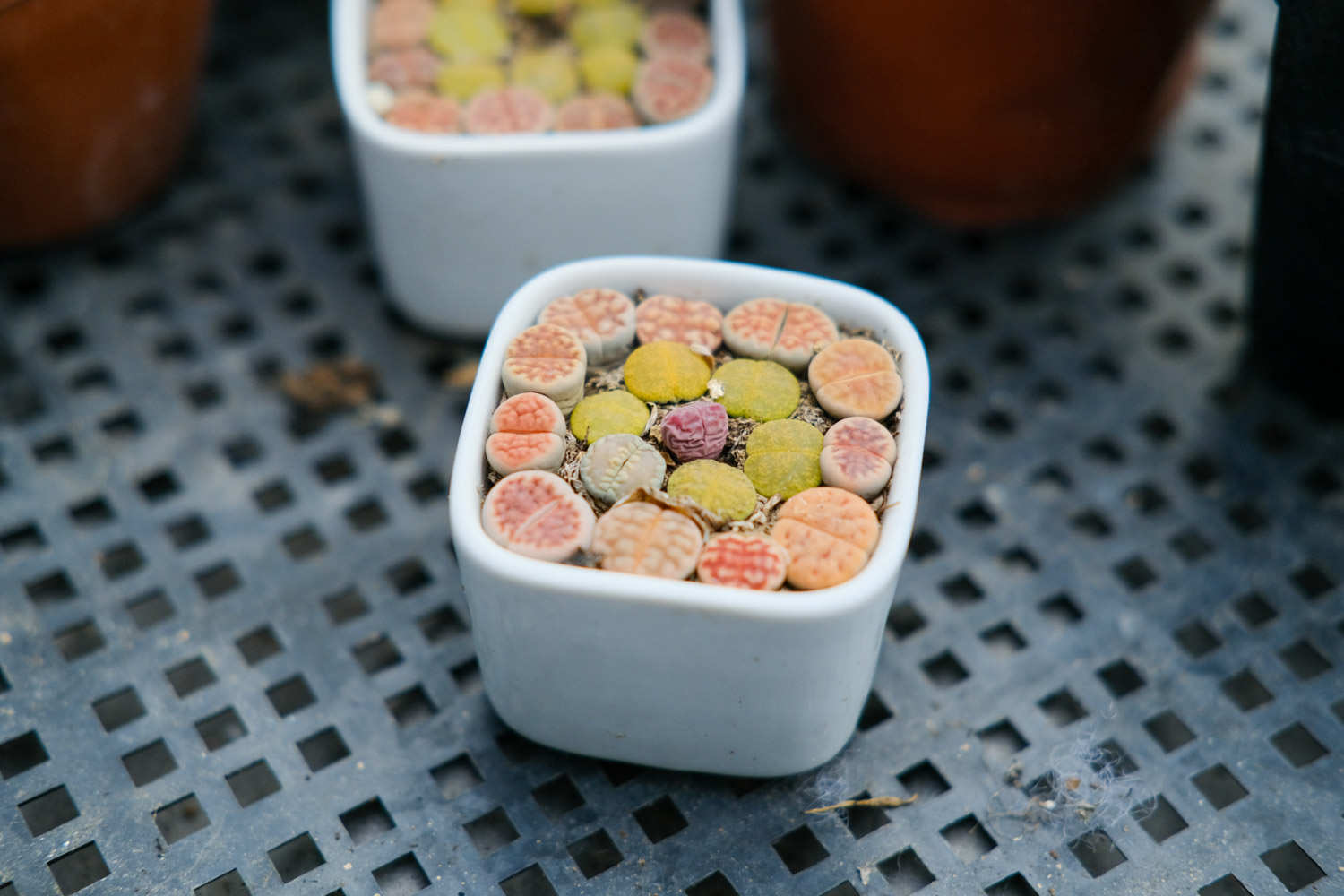 生石花怎么播种