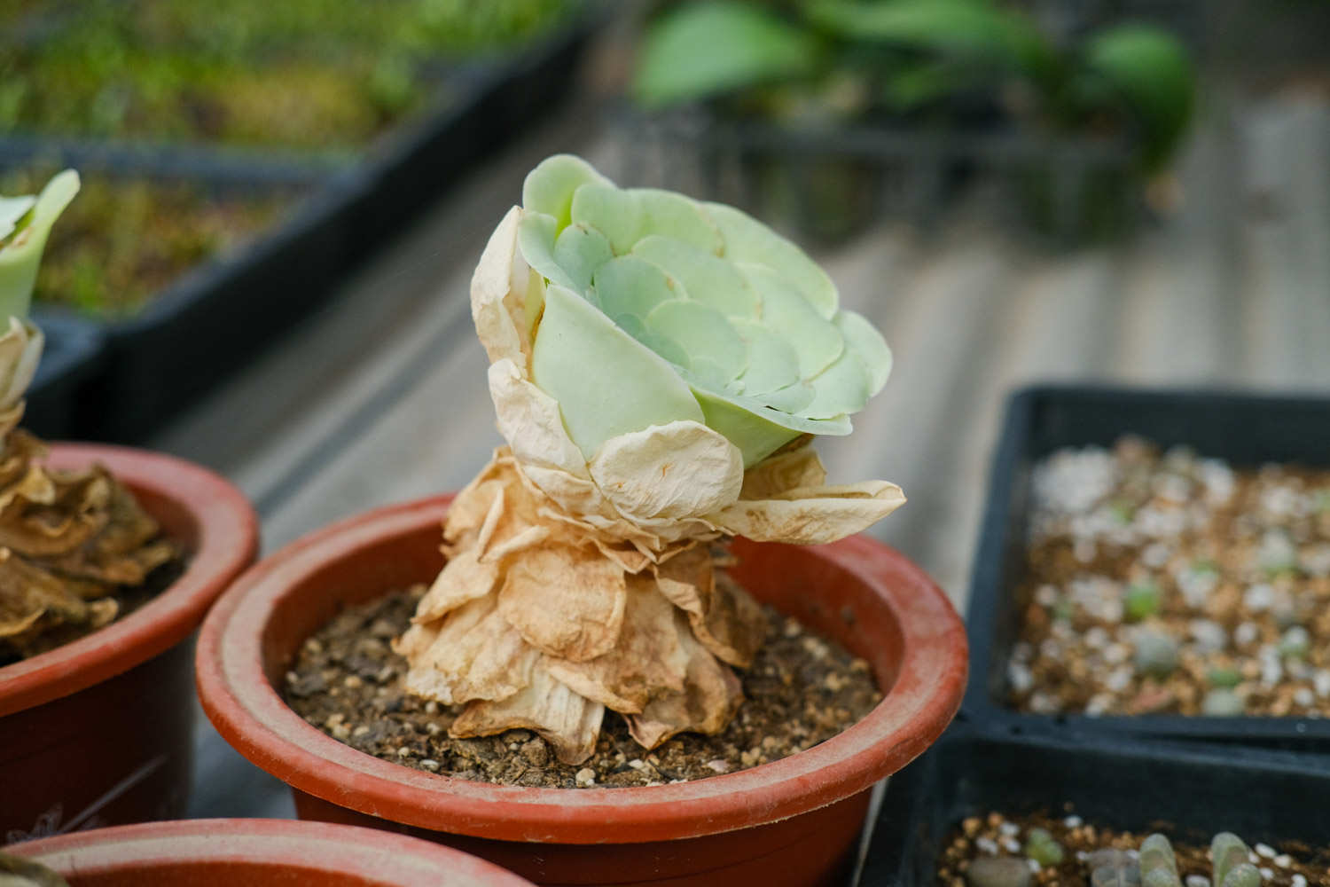 山地玫瑰可以叶插吗