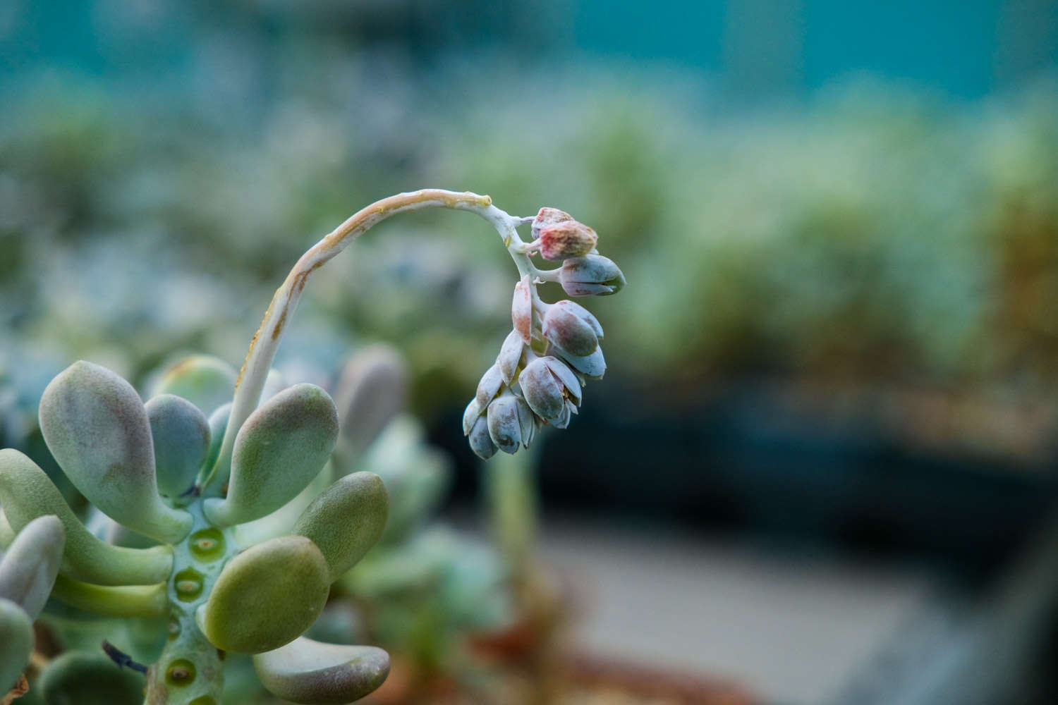 红稚莲多肉植物怎么养，如何养出老桩