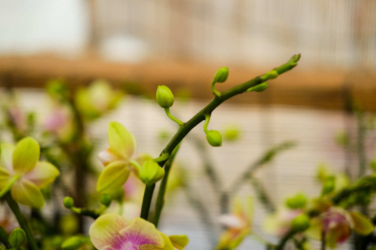 怎么延长蝴蝶兰的花期