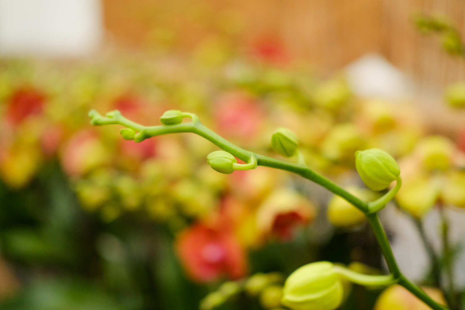 蝴蝶兰花谢后怎么处理